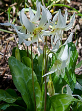 X   50 ERYTHRONIUM REVOLUTUM WHITE BEAUTY