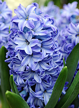 X   50 HYACINTHUS AQUA