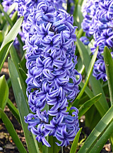 X   50 HYACINTHUS BLUE JACKET