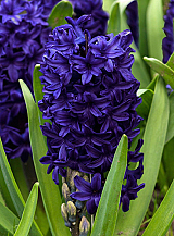 X   50 HYACINTHUS BLUE TROPHY