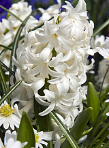 X   50 HYACINTHUS CARNEGIE