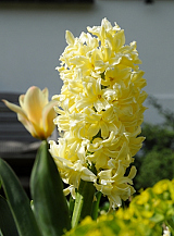 X   50 HYACINTHUS CITY OF HAARLEM