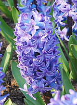 X   50 HYACINTHUS DELFTS BLAUW