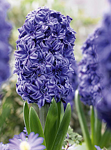 X   50 HYACINTHUS DUBBEL BLAUW