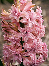 X   50 HYACINTHUS DUBBEL ROZE