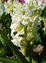X   50 HYACINTHUS DUBBEL WIT