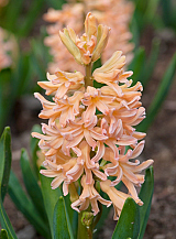 X   50 HYACINTHUS GIPSY QUEEN