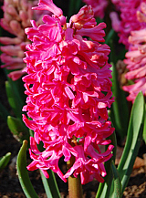 X   50 HYACINTHUS JAN BOS