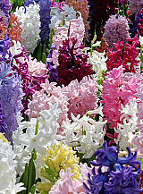 X   50 HYACINTHUS MIX