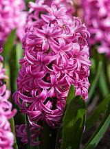 X   50 HYACINTHUS PINK PEARL