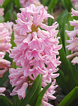 X   50 HYACINTHUS PINK SURPRISE