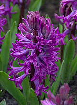 X   50 HYACINTHUS PURPLE SENSATION