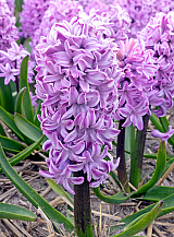 X   50 HYACINTHUS PURPLE VOICE