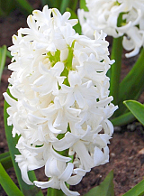 X   50 HYACINTHUS WHITE PEARL