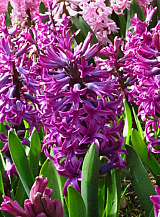 X   50 HYACINTHUS WOODSTOCK