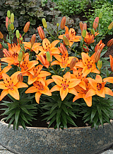 X 50 LILIUM ABBEVILLE'S PRIDE