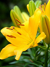 X   50 LILIUM AZIATISCH GEEL