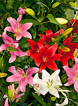 X   50 LILIUM AZIATISCH GEMENGD