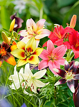X 50 LILIUM AZIATISCH MIX