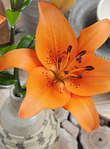 X   50 LILIUM AZIATISCH ORANJE