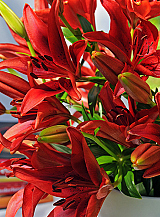 X   50 LILIUM AZIATISCH ROOD