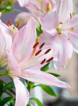 X   50 LILIUM AZIATISCH ROZE