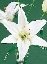 X   50 LILIUM AZIATISCH WIT