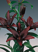 X   50 LILIUM AZIATISCH ZWART