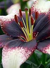 X   50 LILIUM AZIATISCH ZWART/WIT