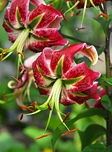 X 50 LILIUM BLACK BEAUTY