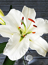 X 50 LILIUM CASA BLANCA