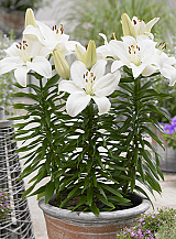X 50 LILIUM GWEN