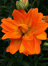 X 50 LILIUM HULK