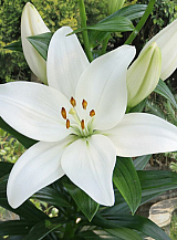 X 50 LILIUM KENT