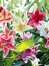 X 50 LILIUM ORIENTAL MIX