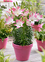 X 50 LILIUM SUGAR LOVE