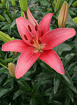 X 50 LILIUM SYLT