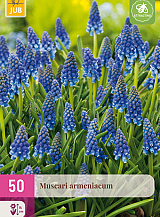 X 50 MUSCARI ARMENIACUM