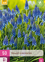 X 50 MUSCARI ARMENIACUM