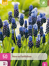 X 50 MUSCARI LATIFOLIUM
