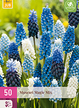 X 50 MUSCARI MAGIC MIX