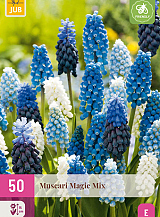 X 50 MUSCARI MAGIC MIX