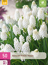 X 50 MUSCARI WHITE MAGIC