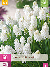 X 50 MUSCARI WHITE MAGIC