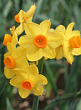 X   50 NARCISSUS GRAND SOLEIL DOR
