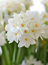 X   50 NARCISSUS PAPERWHITE