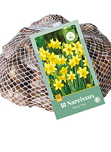 X 50 NARCISSUS TETE-A-TETE