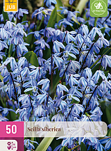 X 50 SCILLA SIBERICA