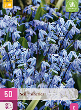 X 50 SCILLA SIBERICA