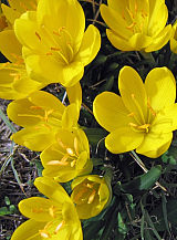 X   50 STERNBERGIA LUTEA